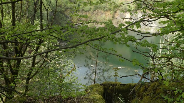 Photo high angle view of trees by the lake