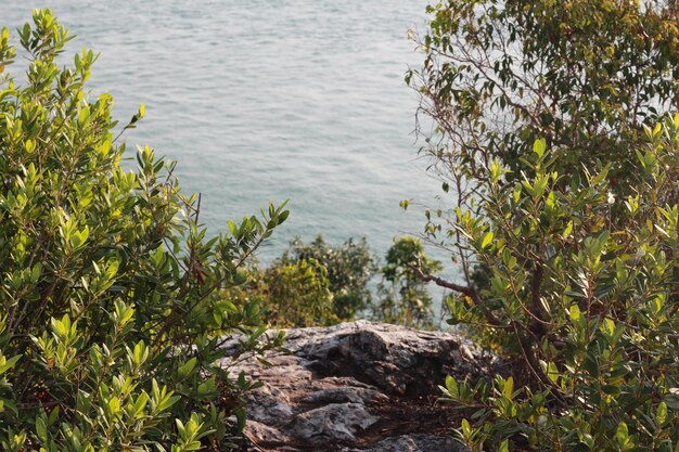 Photo high angle view of trees by lake