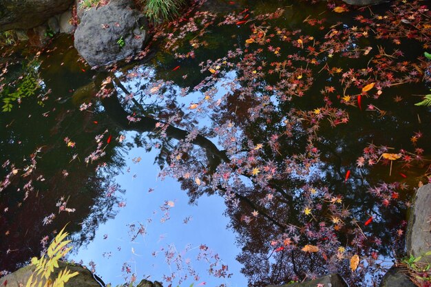 High angle view of trees by lake