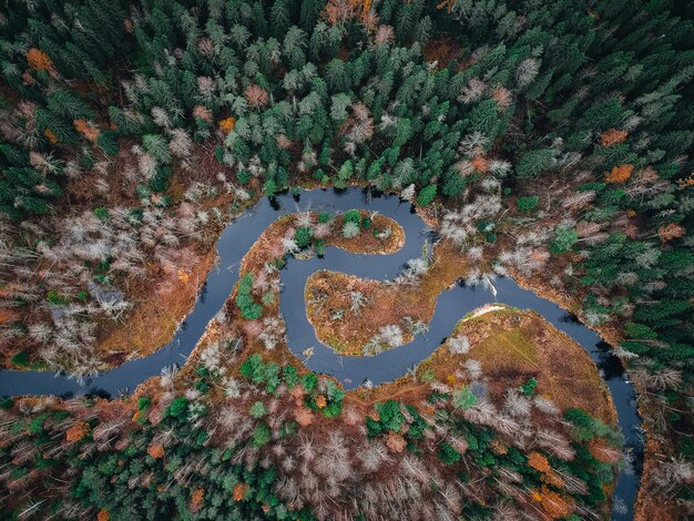 Foto vista ad alta angolazione degli alberi dalle piante durante la stagione delle piogge