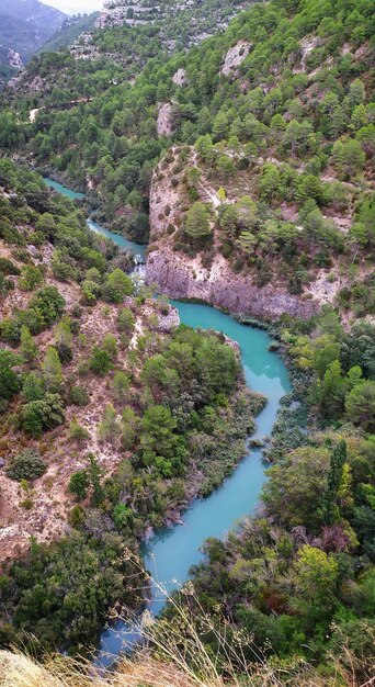 Foto vista ad alto angolo degli alberi dal fiume