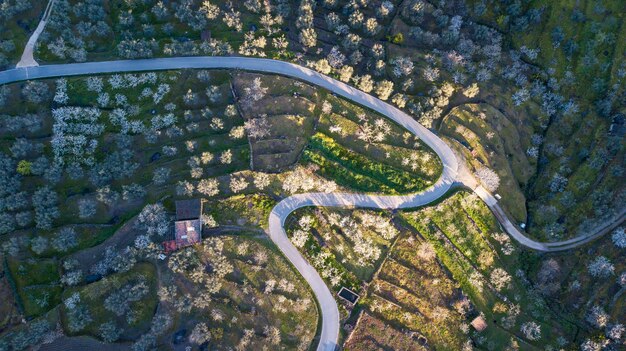 Photo high angle view of trees by road