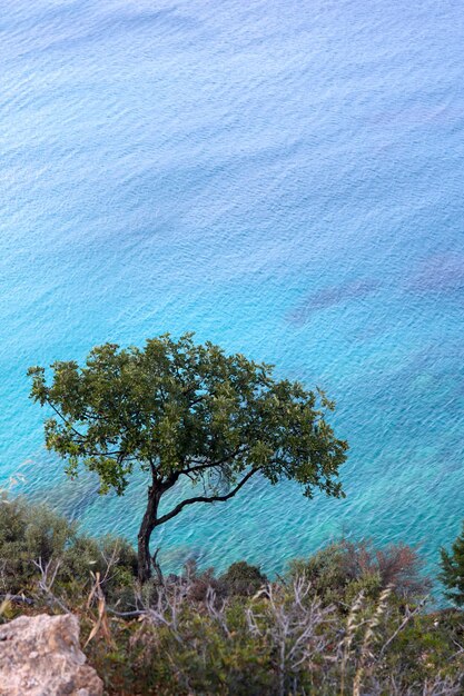 High angle view of trees by sea