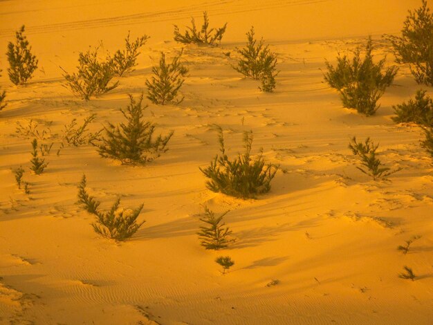 Foto vista ad alta angolazione degli alberi nel deserto