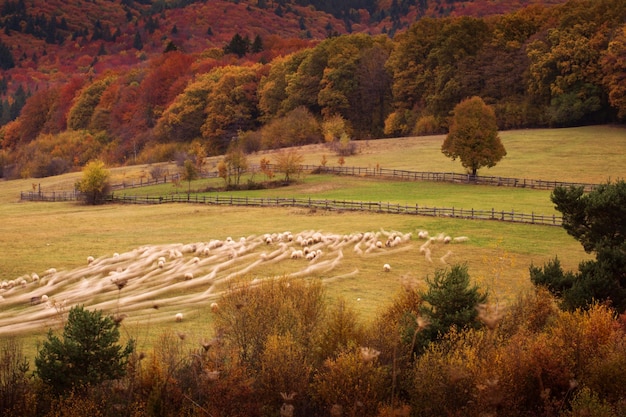 Foto vista ad alto angolo degli alberi sul campo durante l'autunno