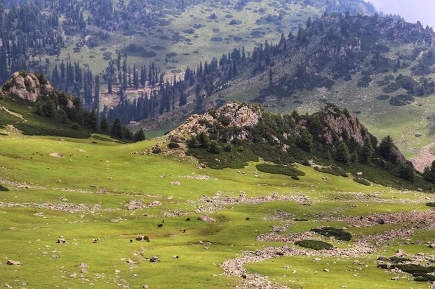 Foto vista ad alto angolo degli alberi sul campo