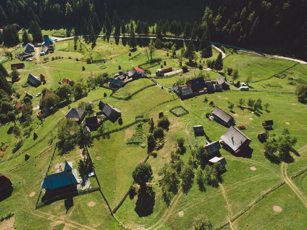 Foto vista ad alto angolo degli alberi sul campo