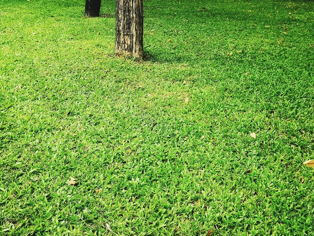 High angle view of trees on field