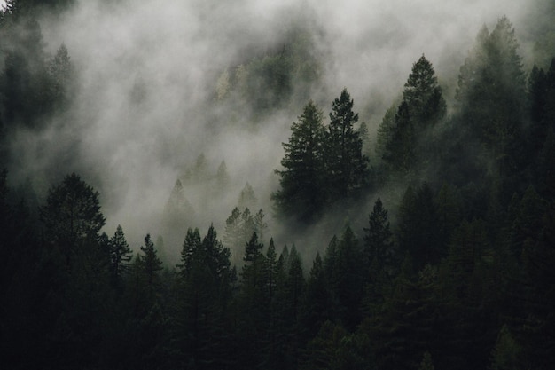 high angle view of trees in foggy weather