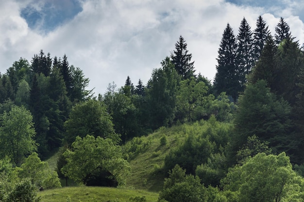 Photo high angle view of trees in forest against sky