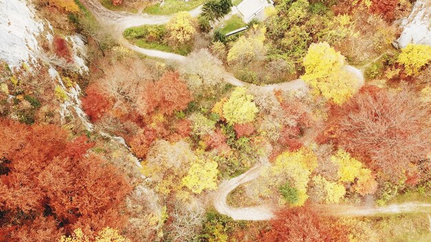 Photo high angle view of trees at forest during autumn