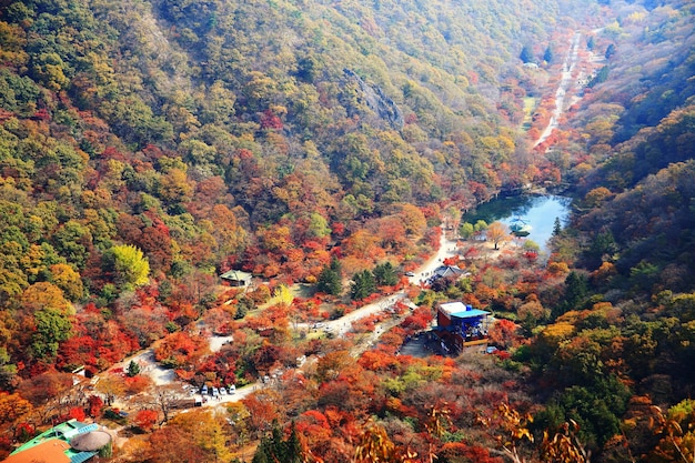 Photo high angle view of trees in forest during autumn