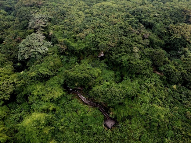 High angle view of trees in forest