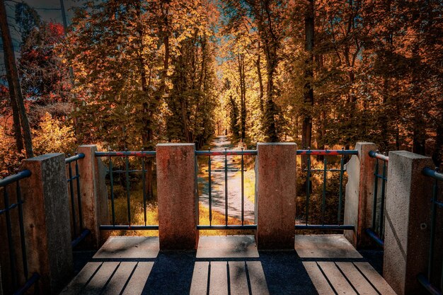 Photo high angle view of trees in forest