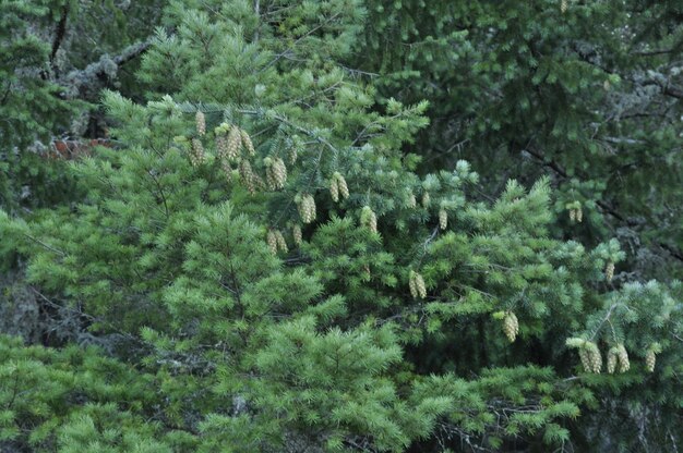 High angle view of trees in forest