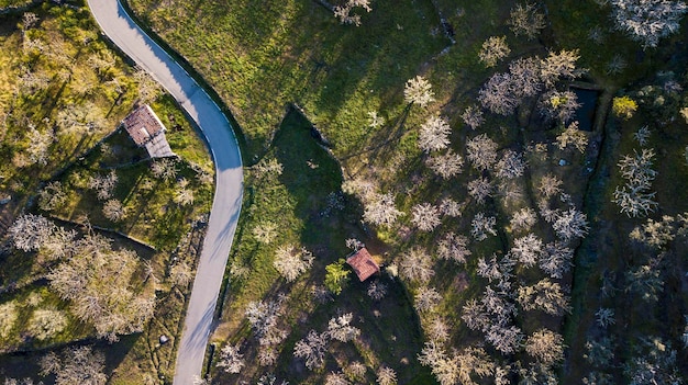 Photo high angle view of trees in forest