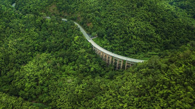 High angle view of trees in forest