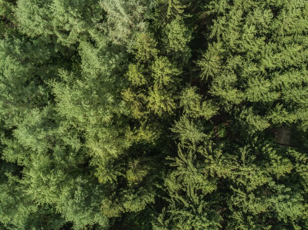 Photo high angle view of trees in forest