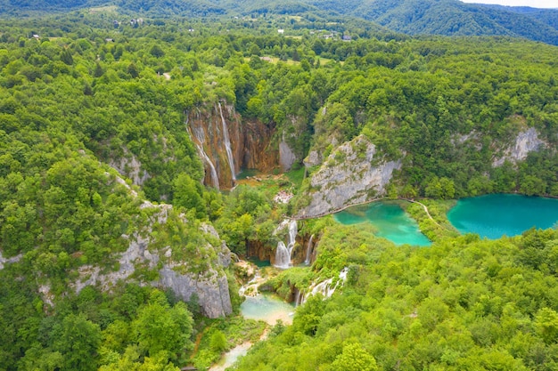 High angle view of trees in forest