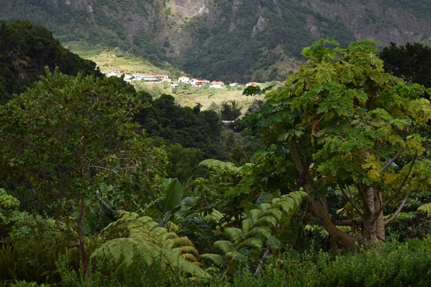 High angle view of trees in forest