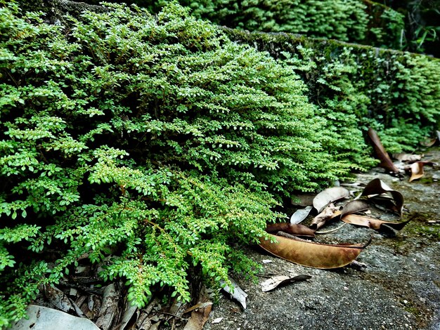 High angle view of trees in forest