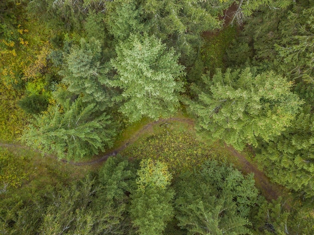 High angle view of trees in forest