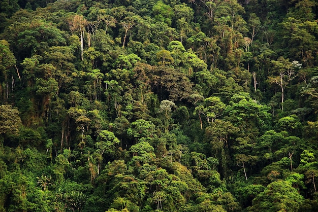 Vista ad alta angolazione degli alberi nella foresta