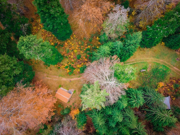 Photo high angle view of trees in forest