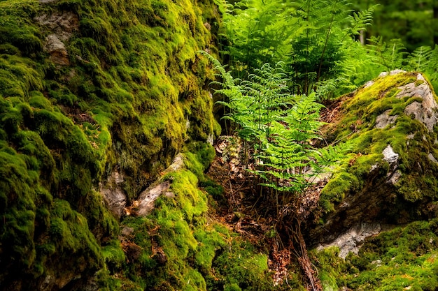 Photo high angle view of trees in forest