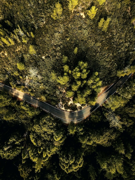 Foto vista ad alta angolazione degli alberi nella foresta