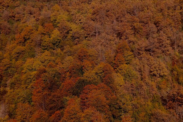 High angle view of trees in forest