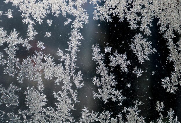 Foto vista ad alto angolo degli alberi sul lago ghiacciato