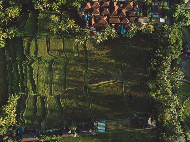 Foto vista ad alta angolazione degli alberi che crescono nella fattoria