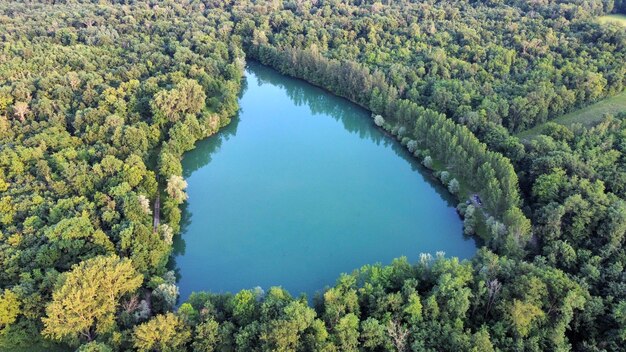 High angle view of trees growing in forest