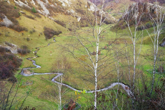 Foto vista ad alta angolazione degli alberi che crescono nella foresta