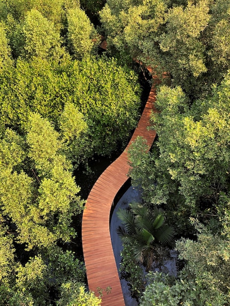 Foto vista ad alta angolazione degli alberi che crescono nella foresta