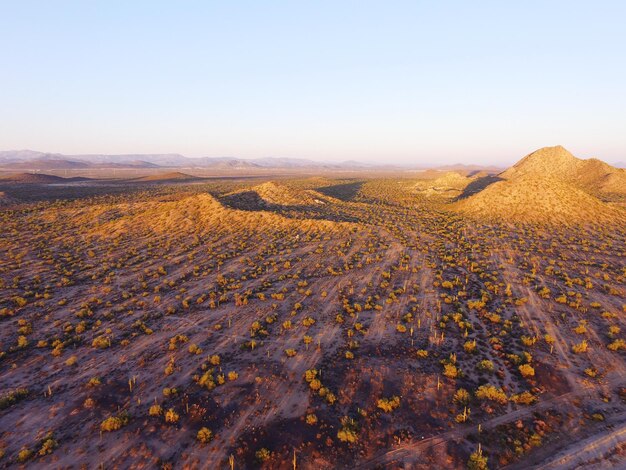 Foto vista ad alta angolazione degli alberi che crescono sul paesaggio contro un cielo limpido