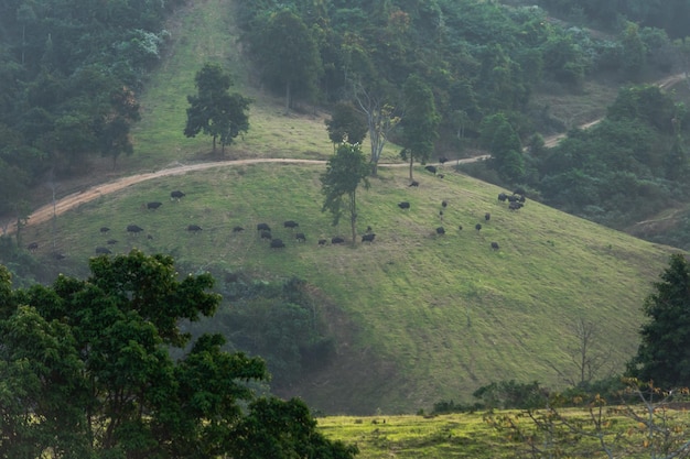 High angle view of trees on landscape