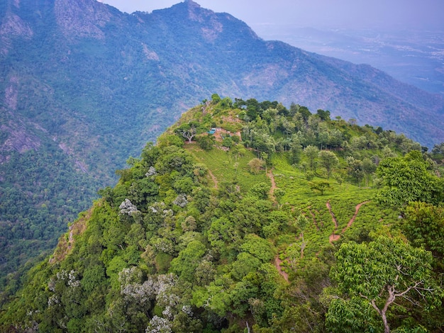 Foto vista ad alta angolazione degli alberi sulla montagna