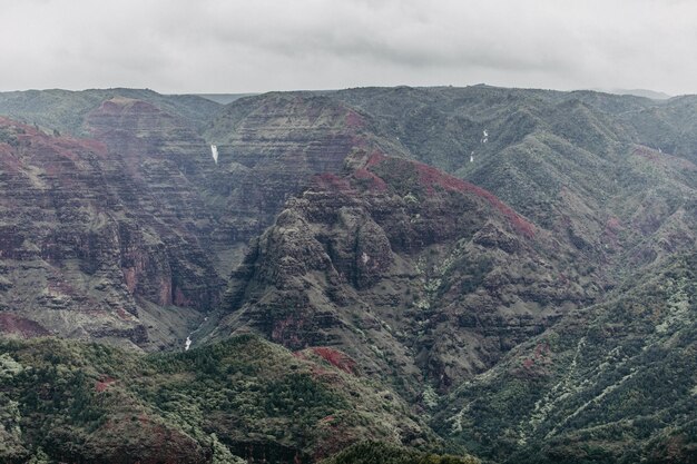 High angle view of trees on mountain