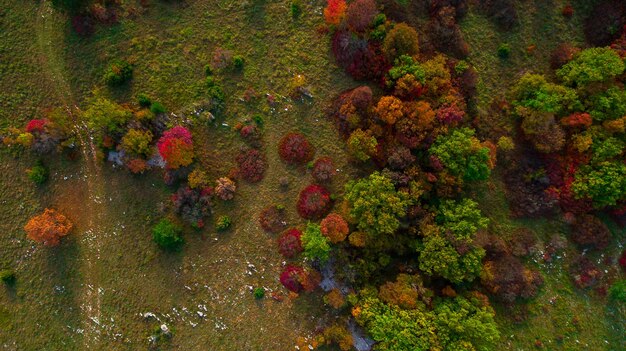 High angle view of trees and plants during autumn