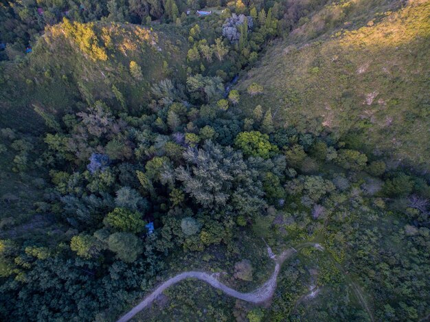 High angle view of trees and plants in forest