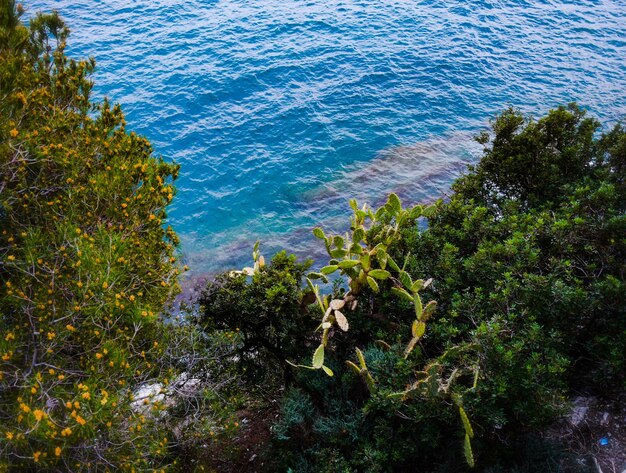 Foto vista ad alto angolo degli alberi e del mare