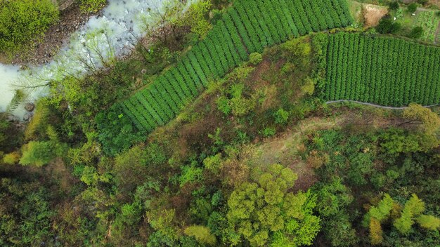 High angle view of trees