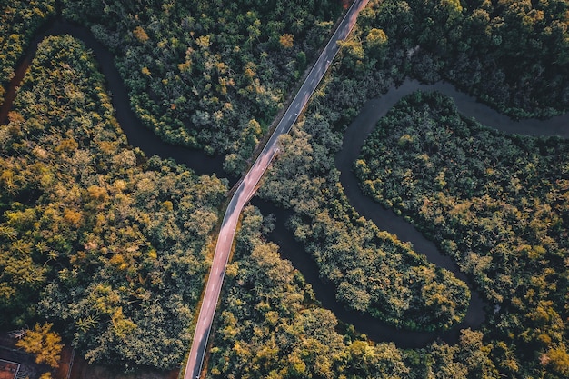 Vista ad alto angolo degli alberi