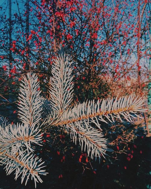 Foto vista ad alto angolo degli alberi