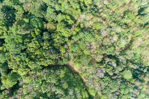 High angle view of tropical rainforest image by drone shot