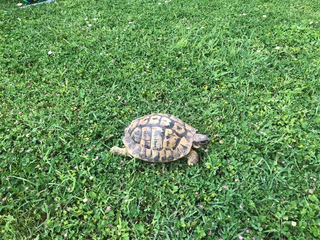 Photo high angle view of turtle on grassy field