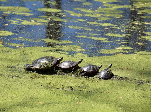 Photo high angle view of turtle in lake