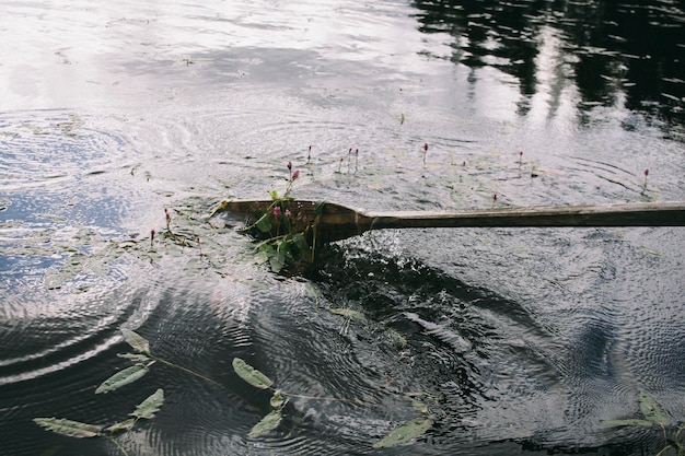 Photo high angle view of turtle in lake